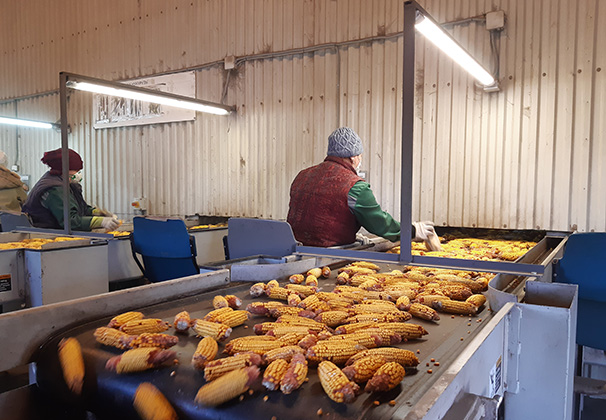 Гибриды кукурузы «Ладожские»: спрос вырос в 2,5 раза!