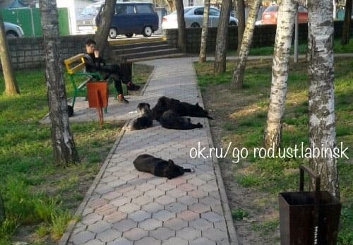 Несобачье дело