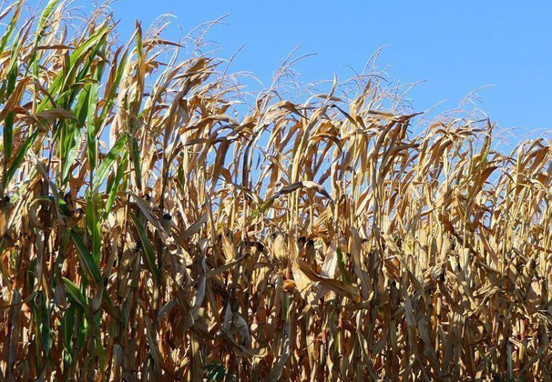 Атмосферная засуха повредила в районе посевы кукурузы